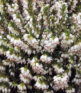 Erica darleyensis 'White Perfection' 